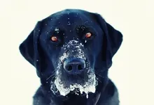 snow animals dogs 1920x1280 wallpaper Art HD Wallpaper
